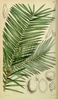 Торрея калифорнийская (Torreya californica). Ботаническая иллюстрация