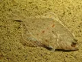 Морская камбала (Pleuronectes platessa)