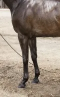 Ноги лошади