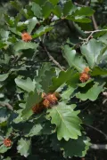 Дуб зубчатый (Quercus dentata). Плоды