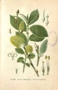 Ива козья (Salix caprea). Ботаническая иллюстрация