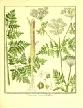 Болиголов пятнистый (Conium maculatum). Ботаническая иллюстрация