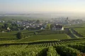 Виноградники, Шампань (Франция)