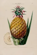 Ананас крупнохохолковый (Ananas comosus). Ботаническая иллюстрация