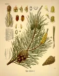 Сосна обыкновенная (Pinus sylvestris). Ботаническая иллюстрация