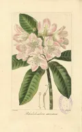 Рододендрон крупнейший (Rhododendron maximum). Ботаническая иллюстрация 