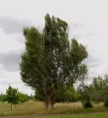 Тополь Симона (Populus simonii) Тополь Симона (Populus simonii)