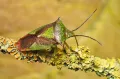 Килевик лиственный (Acanthosoma haemorrhoidale) 