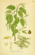 Граб обыкновенный (Carpinus betulus). Ботаническая иллюстрация