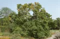 Магнолия Суланжа (Magnolia х soulangeana)