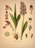 Ятрышник шлемоносный (Orchis militaris). Ботаническая иллюстрация