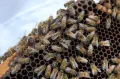 Матка дальневосточной породы медоносных пчёл