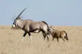 Обыкновенный орикс (Oryx gazella) с детёнышем