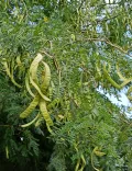 Гледичия трёхколючковая (Gleditsia triacanthos). Ветви с плодами
