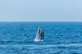 Японский кит (Eubalaena japonica)