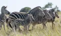 Бурчелловы зебры (Equus quagga)