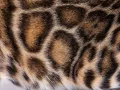 Розетчатый (пятнистый) окрас бенгальской кошки
