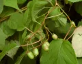 Актинидия коломикта (Actinidia kolomikta). Ветка с плодами