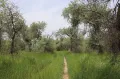 Тугайный лес. Дальверзинская степь (Узбекистан)