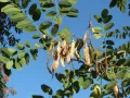 Робиния лжеакация (Robinia pseudoacacia). Плоды