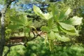 Дуб зубчатый (Quercus dentata). Мужские соцветия