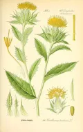 Сафлор красильный (Carthamus tinctorius). Ботаническая иллюстрация