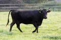 Японская коричневая порода крупного рогатого скота