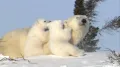 Белые медведи (Ursus maritimus). Самка с детёнышами