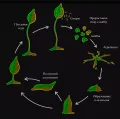 Жизненный цикл слизевика Dictyostelium discoideum в присутствии двух штаммов дикого типа