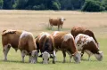 Выпас крупного рогатого скота в Саксонии. Хальденслебен