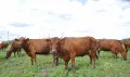 Суксунская порода крупного рогатого скота на пастбище