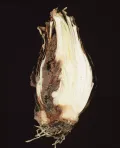 Стеблевые нематоды в луковице