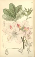 Рододендрон шлиппенбаха (Rhododendron schlippenbahii). Ботаническая иллюстрация