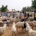 Зиндер (Нигер). Рынок скота