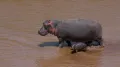 Обыкновенные бегемоты (Hippopotamus amphibius). Самка с детёнышем