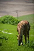 Лошадь поедает зелёный корм