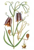 Рябчик уссурийский (Fritillaria ussuriensis)