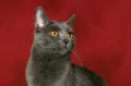 Картезианская кошка. Морда