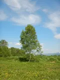 Берёза плосколистная (Betula platyphylla)