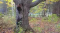 Североамериканский дикобраз (Erethizon dorsatum). Лазание по деревьям
