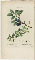 Слива колючая (Prunus spinosa). Ботаническая иллюстрация
