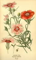 Гвоздика китайская (Dianthus chinensis). Ботаническая иллюстрация