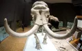 Скелет степного слона (Mammuthus Trogontherii Fraasi). Рисское оледенение