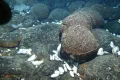 Классическая подушечная лава (пиллоу-лава) в Галапагосском рифте (Тихий океан)