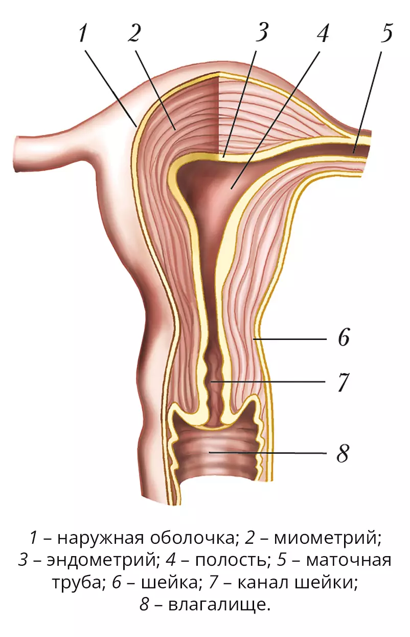 Женская внутренняя половая система. Матка анатомия строение 3д.