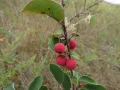 Кизильник алаунский (Cotoneaster alaunicus). Плоды
