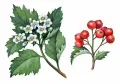 Боярышник кроваво-красный (Crataegus sanguinea). Ветви с цветками и плодами
