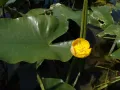 Кубышка японская (Nuphar japonica)