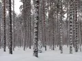 Сосновый лес зимой (Тверская область)