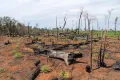 Несгоревшие полностью стволы деревьев на чагре. Парк коренных народов Шингу, община ваура Пиюлага, Бразилия. 2013